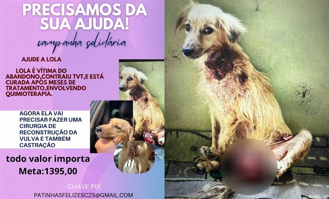 Projeto Patinhas Felizes luta para arrecadar recursos para custear tratamento de cadela abandonada em Rodrigues Alves