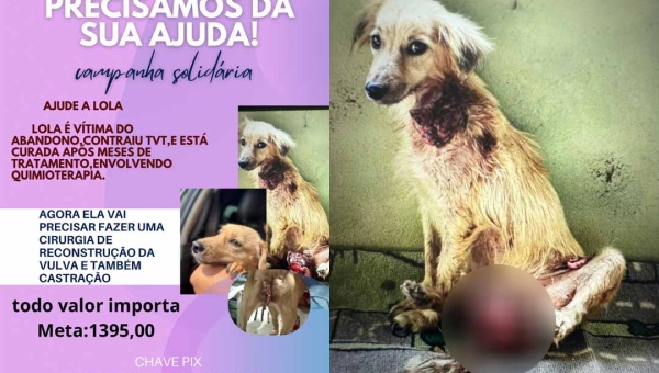 Projeto Patinhas Felizes luta para arrecadar recursos para custear tratamento de cadela abandonada em Rodrigues Alves