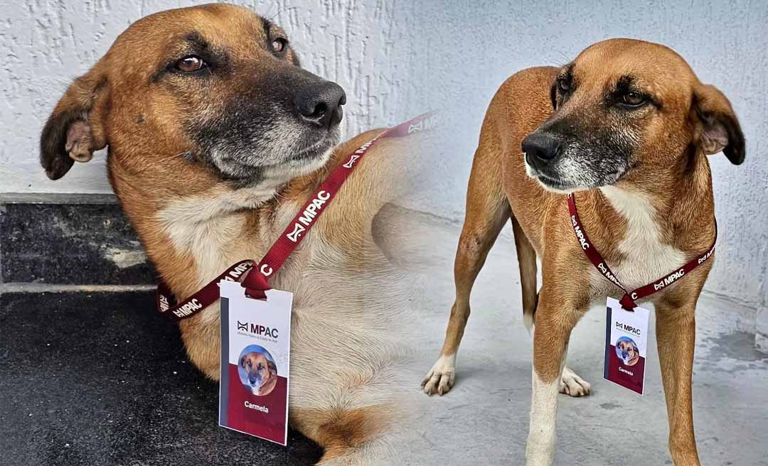 Conheça Carmela: a nova “servidora” do MPAC que conquistou corações na nova sede da instituição