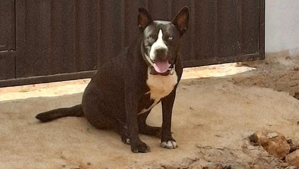 ‘Negão’, cachorro que fugiu após barulho de fogos durante jogo da Libertadores, é encontrado; matéria publicada no NH ajudou tutora a localizar o animal