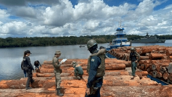 Boca do Acre lidera na exploração ilegal de madeira, no Amazonas, mostra Imazon