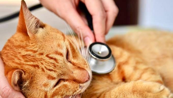 MAPA estabelece novas regras para farmacovigilância veterinária em produtos registrados no Brasil