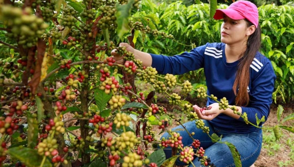 Produção de café dobra em um ano e safra total de grãos de novembro no Acre é estimada em mais de 187 mil toneladas