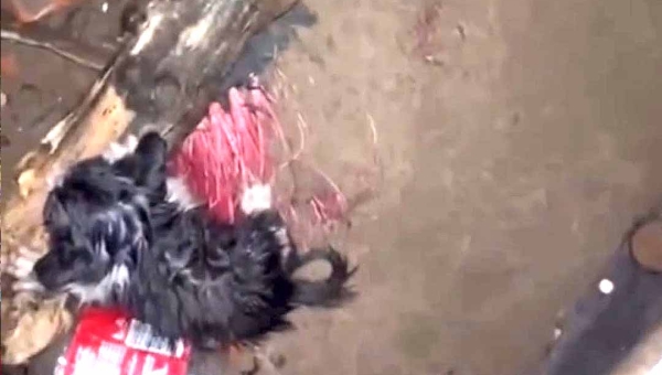 Ativista relata resgate de gatos abandonados em Rio Branco com apoio do Corpo de Bombeiros; um dos filhotes estava preso dentro de um bueiro