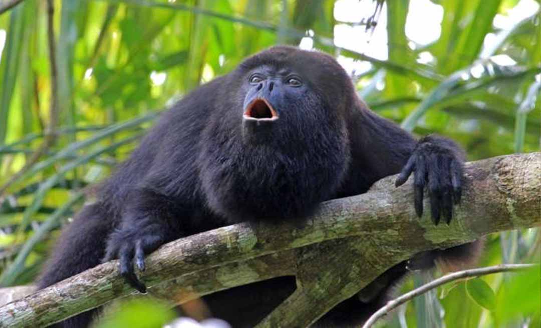 Acre é um dos Estados com maior diversidade de primatas do Brasil; Amazonas lidera o ranking com 95 espécies