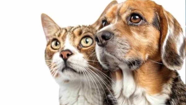 Lei cria campanha Julho Dourado para promover saúde animal e prevenir zoonoses