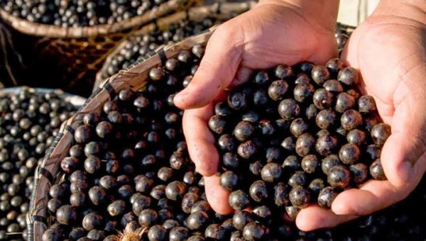 Acre é contemplado em portaria federal que garante bônus do PGPAF a agricultores familiares