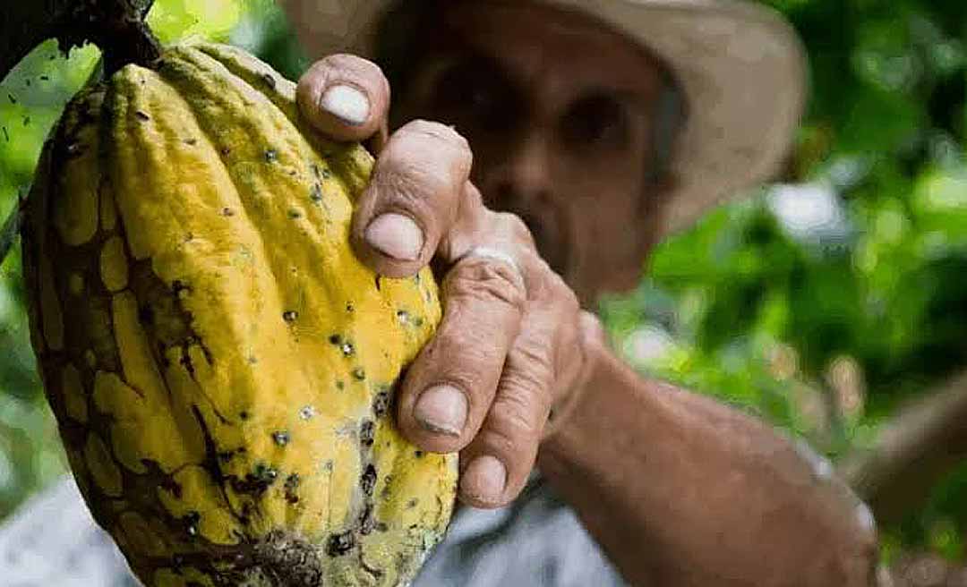 Acre recebe investimento de mais de R$ 2 milhões para proteger lavouras de cacau contra praga que ameaça a produção