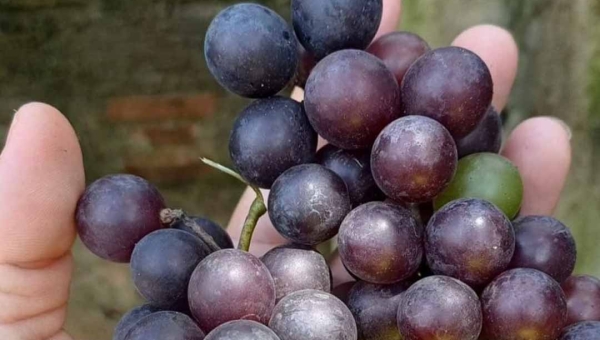 Contra o clima amazônico: após quatro anos, moradora colhe uvas cultivadas no quintal de casa em Tarauacá