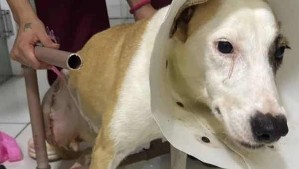 Ajude a Babalu: ONG Amor a Quatro Patas mobiliza campanha solidária para salvar cadela em Rio Branco