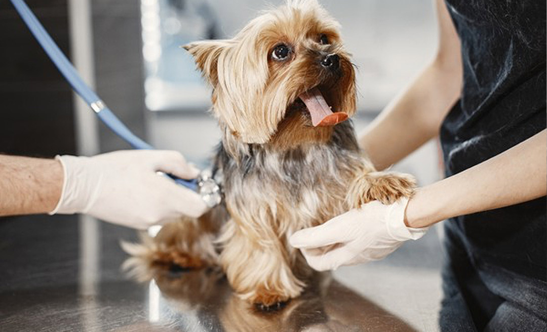 Conselho Federal de Medicina Veterinária proíbe procedimentos de alto risco em atendimentos veterinários domiciliares