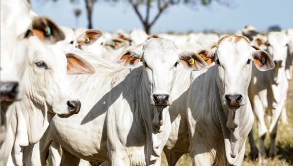 “Vista grossa” do governo pode esvaziar frigoríficos do Acre, alerta Sindicarnes: “O rebanho não cresce, o abate aumenta e o bezerro vai embora”
