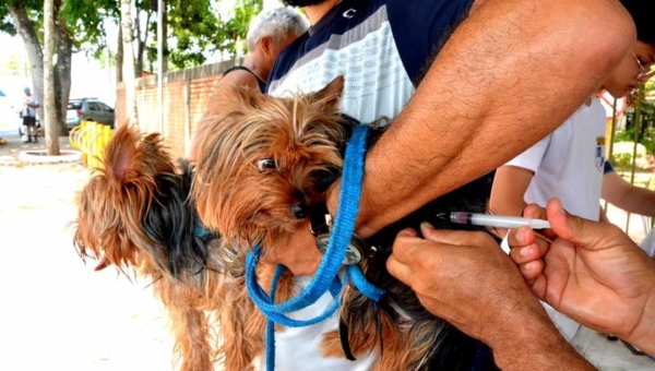 Prefeitura de Rio Branco promove Feira de Adoção de Pets com vacinação antirrábica gratuita