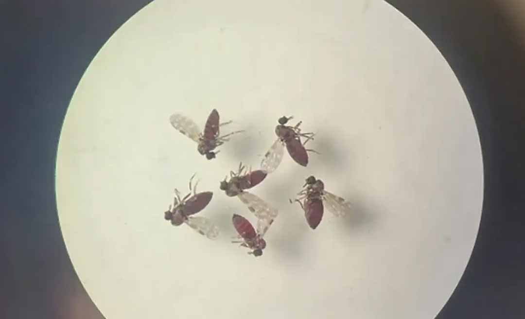 Estudo explica diferença de sintomas entre febre do Oropouche e dengue