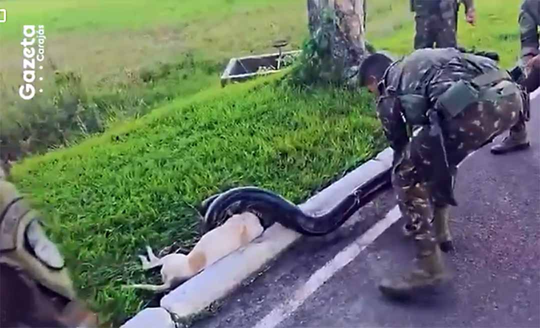 Militares salvam cadela atacada por sucuri em área de quartel no Pará