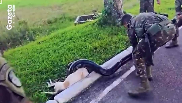 Militares salvam cadela atacada por sucuri em área de quartel no Pará