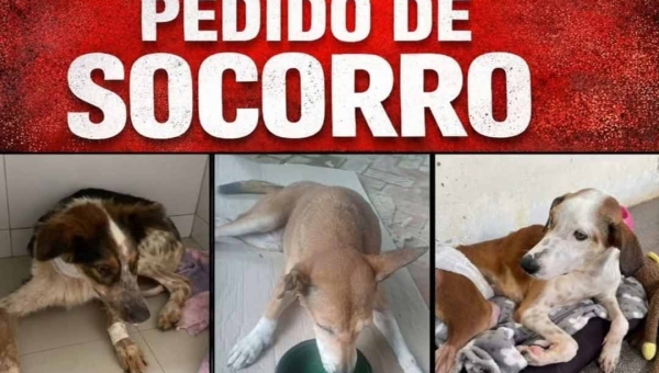 Associação Patinha Carente faz apelo urgente por doações para manter cuidados de animais resgatados