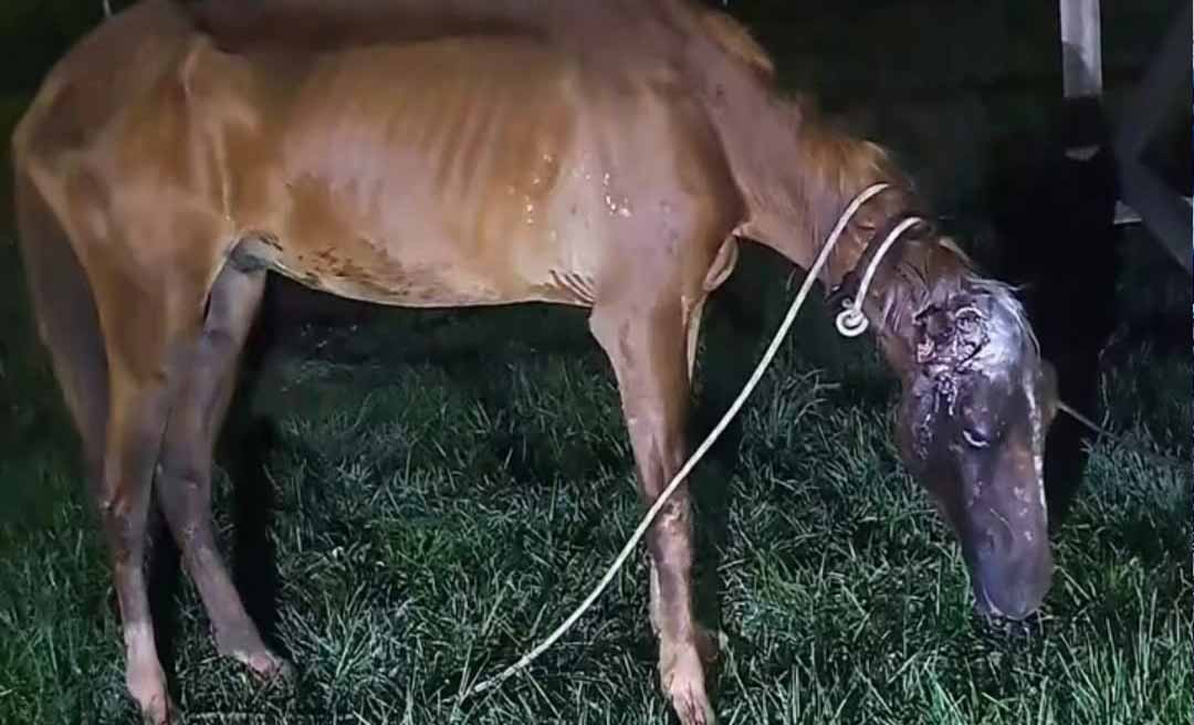 Corpo de Bombeiros resgata cavalo com sinais de maus-tratos na Estrada do Amapá e pede apoio da população para denunciar o agressor