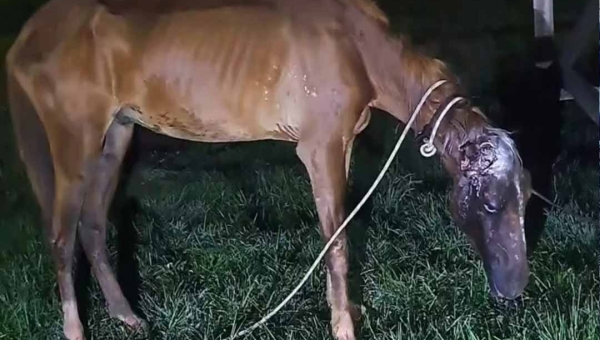 Corpo de Bombeiros resgata cavalo com sinais de maus-tratos na Estrada do Amapá e pede apoio da população para denunciar o agressor