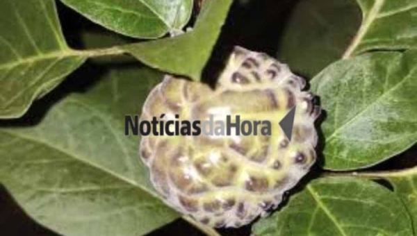 Família é intoxicada após consumir fruta venenosa, e idoso é entubado em Rio Branco