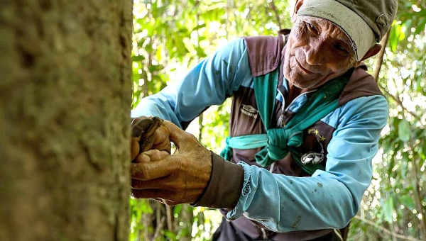 STF declara inconstitucional lei do Acre que concede título definitivo a moradores de florestas públicas, após 10 anos de domínio