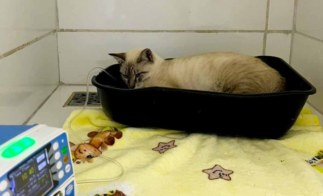 “Ajudem o Chico”: jornalista pede apoio para custear tratamento de gato internado em clínica veterinária em Rio Branco