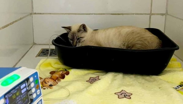 “Ajudem o Chico”: jornalista pede apoio para custear tratamento de gato internado em clínica veterinária em Rio Branco