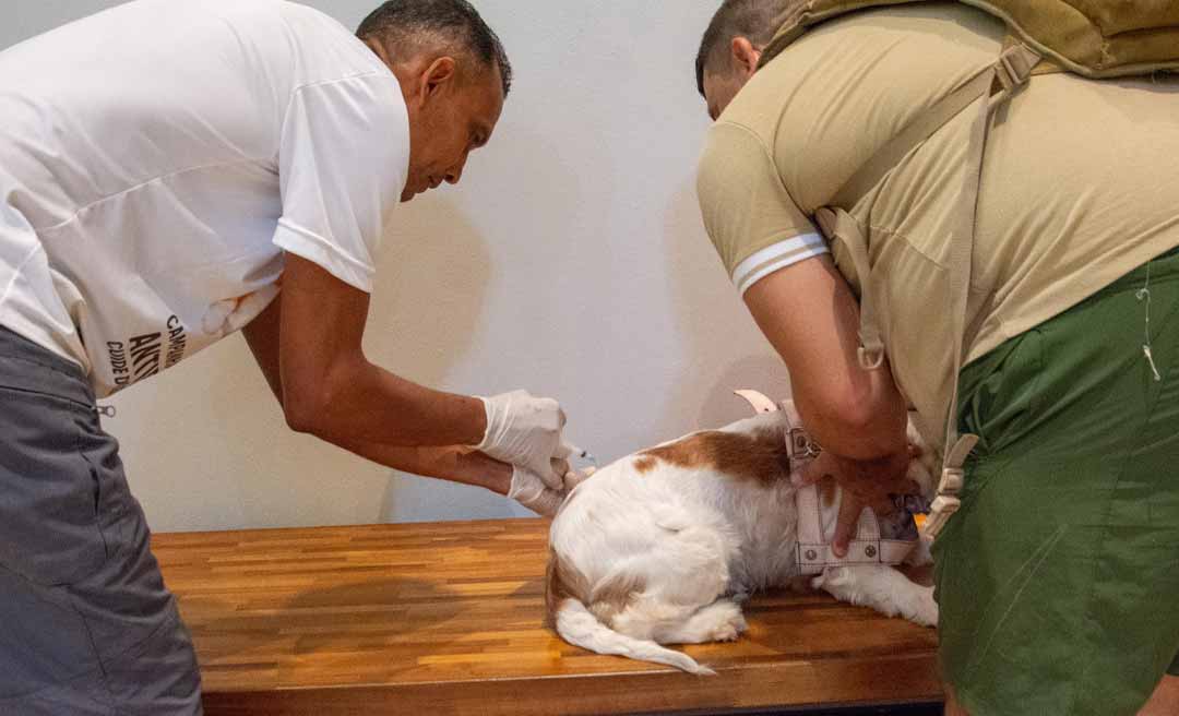 Prefeitura realiza vacinação antirrábica neste fim de semana em alusão ao Dia Nacional dos Animais