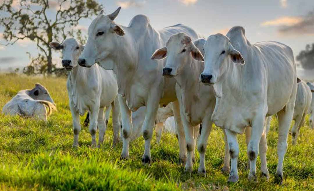 Mais de R$ 1 milhão em jogo: contratos com gado viram alvo de denúncias no Acre