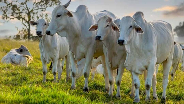 Mais de R$ 1 milhão em jogo: contratos com gado viram alvo de denúncias no Acre