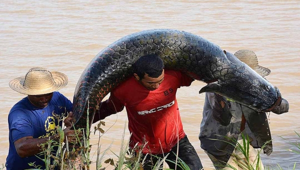 Pirarucu passa a ser considerado espécie invasora fora da Amazônia e tem abate irrestrito liberado pelo Ibama