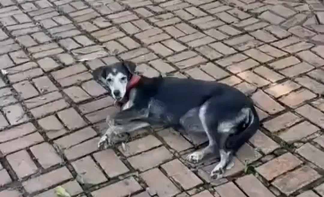 Encontrada no Parque da Maternidade, cadela idosa pode ter sido abandonada ou fugido do tutor, diz fotógrafa que a resgatou
