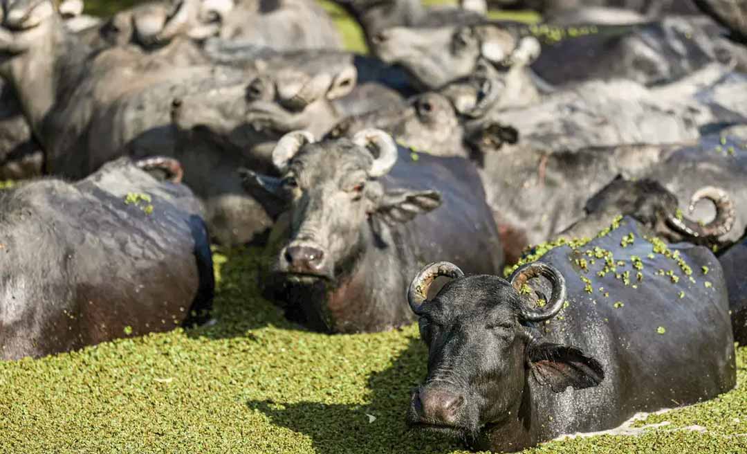 Acre cria programa e prepara Estado para implementar a rastreabilidade dos rebanhos de bovino e búfalos