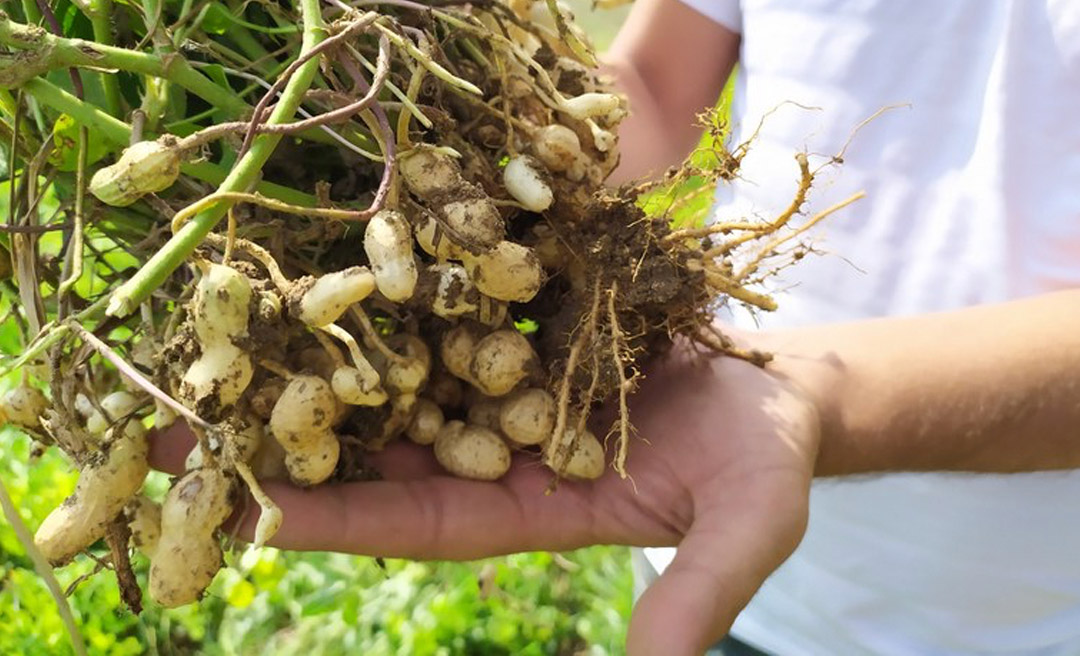 Ministério da Agricultura aprova Risco Climático para o plantio do amendoim no Acre