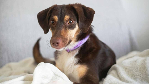 Como lavar e cuidar de um cobertor para cachorro: dicas para higiene e durabilidade