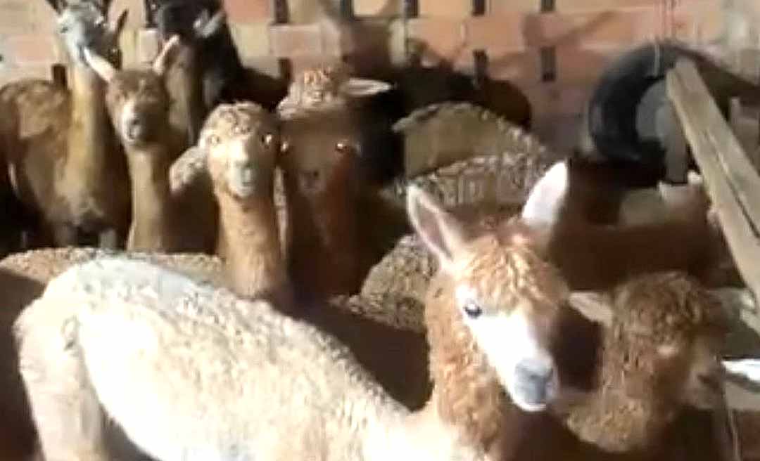 Dono de lhamas apreendidas no Acre nega tráfico de animais e afirma que carga possui origem legal