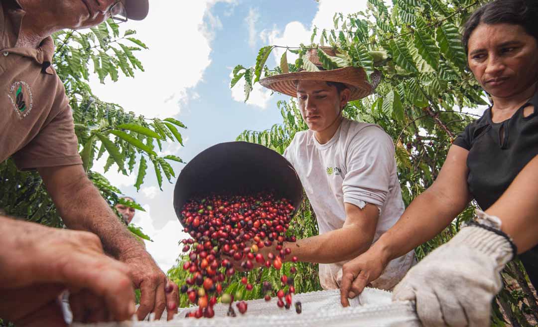 Credenciamento de patrocinadores para concurso QualiCafé Acre prossegue até sexta-feira, 12